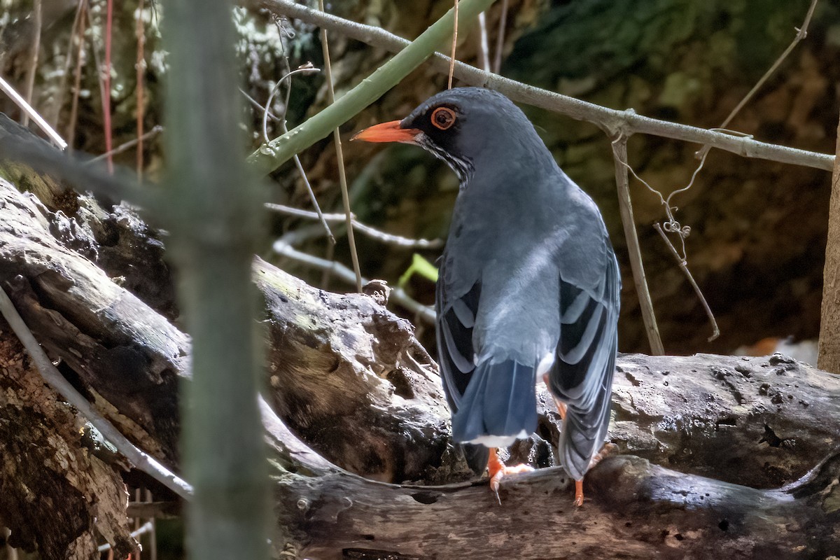 Red-legged Thrush (Antillean) - ML642064636