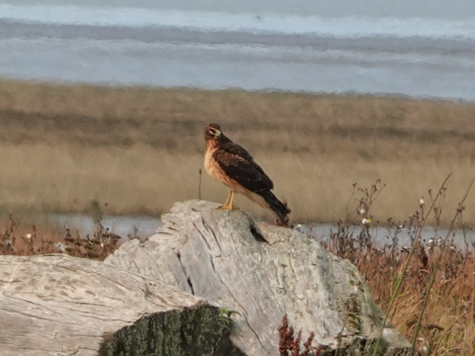 Northern Harrier - ML642064638