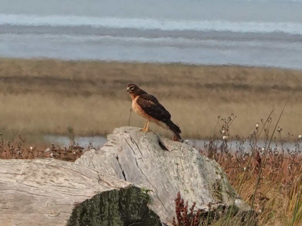 Northern Harrier - ML642064639