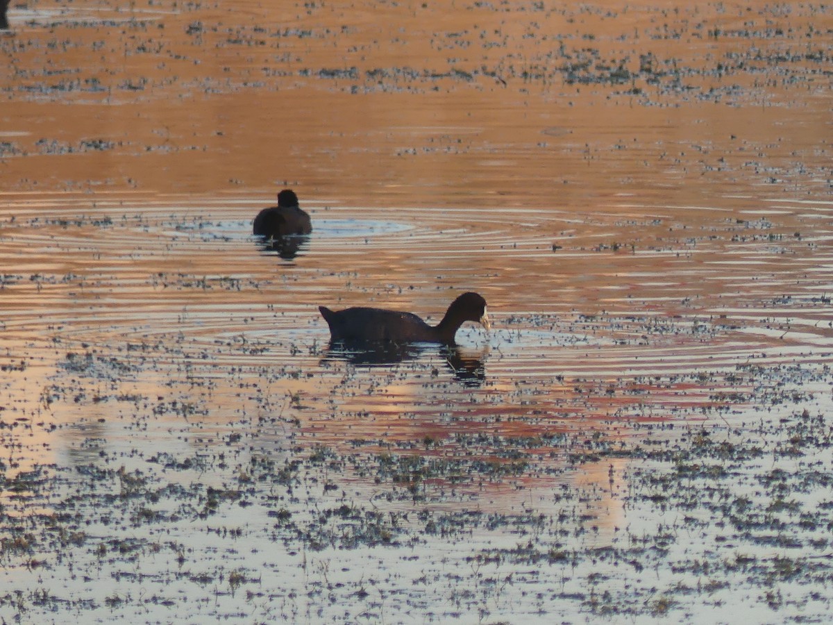 Red-knobbed Coot - ML642064642