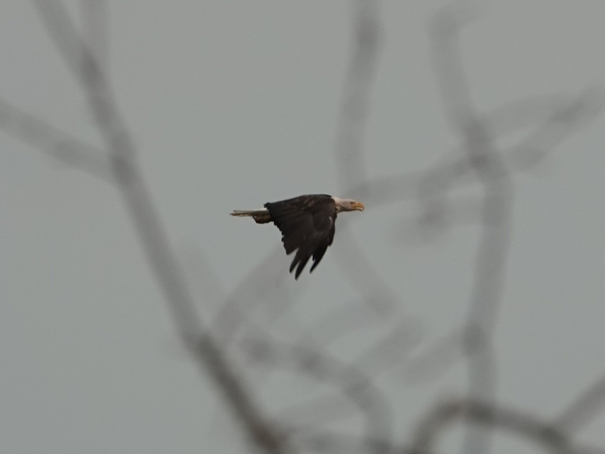 Bald Eagle - ML642064647