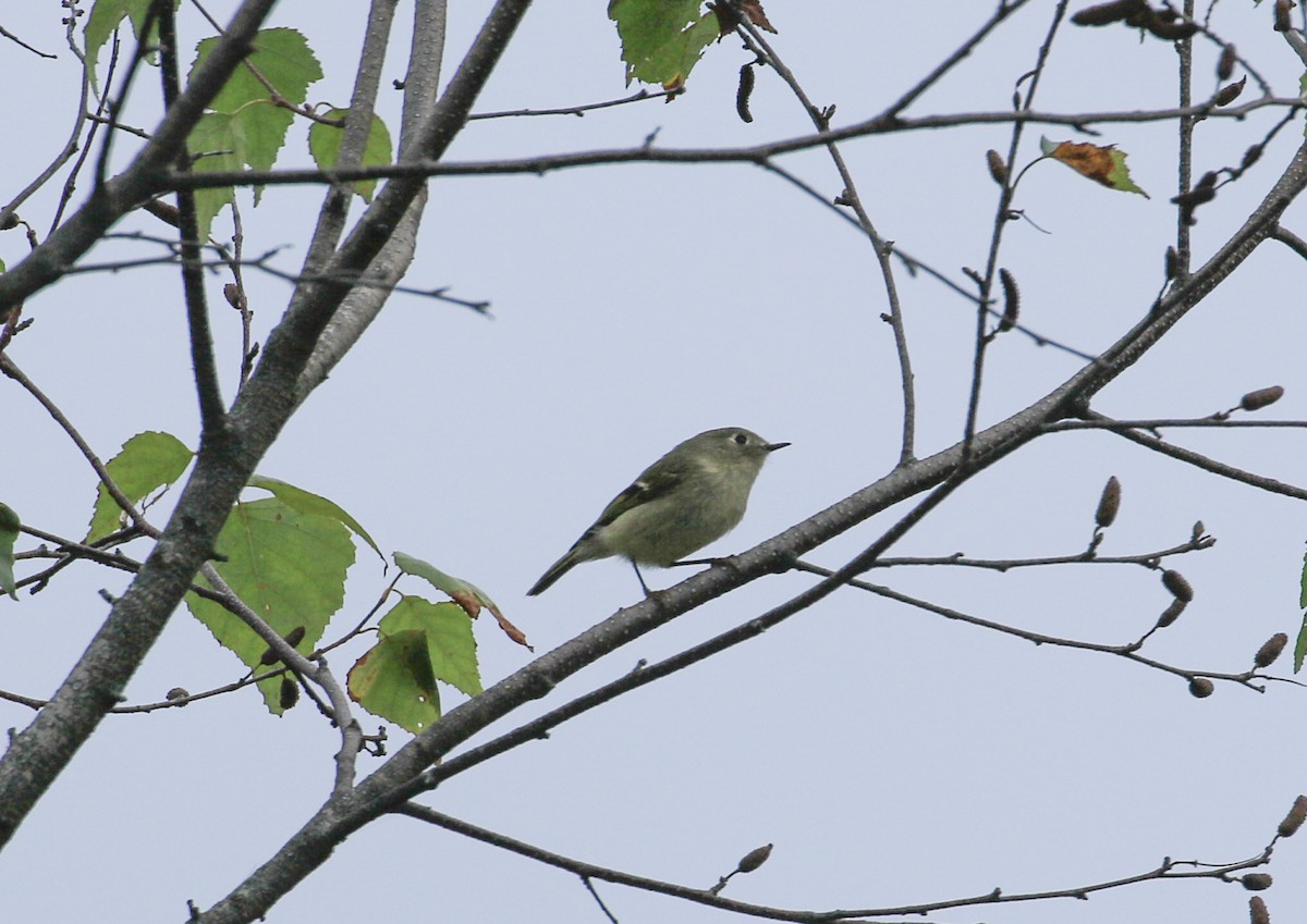 Ruby-crowned Kinglet - ML642064648