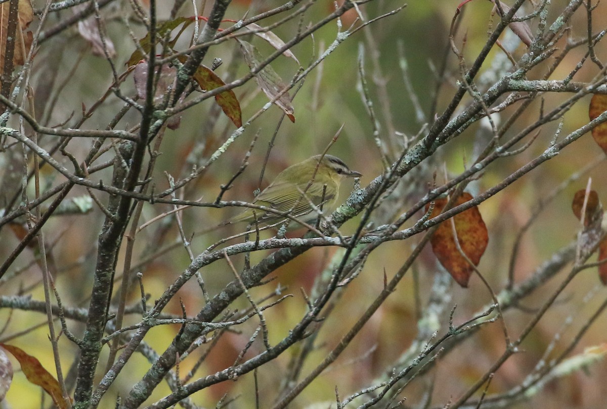 Red-eyed Vireo - ML642064650