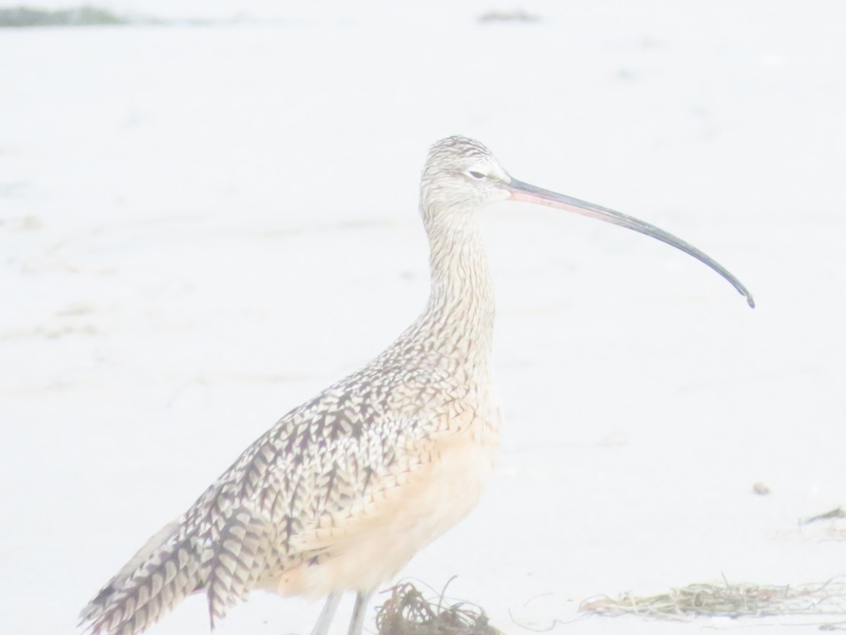 Long-billed Curlew - ML642064652