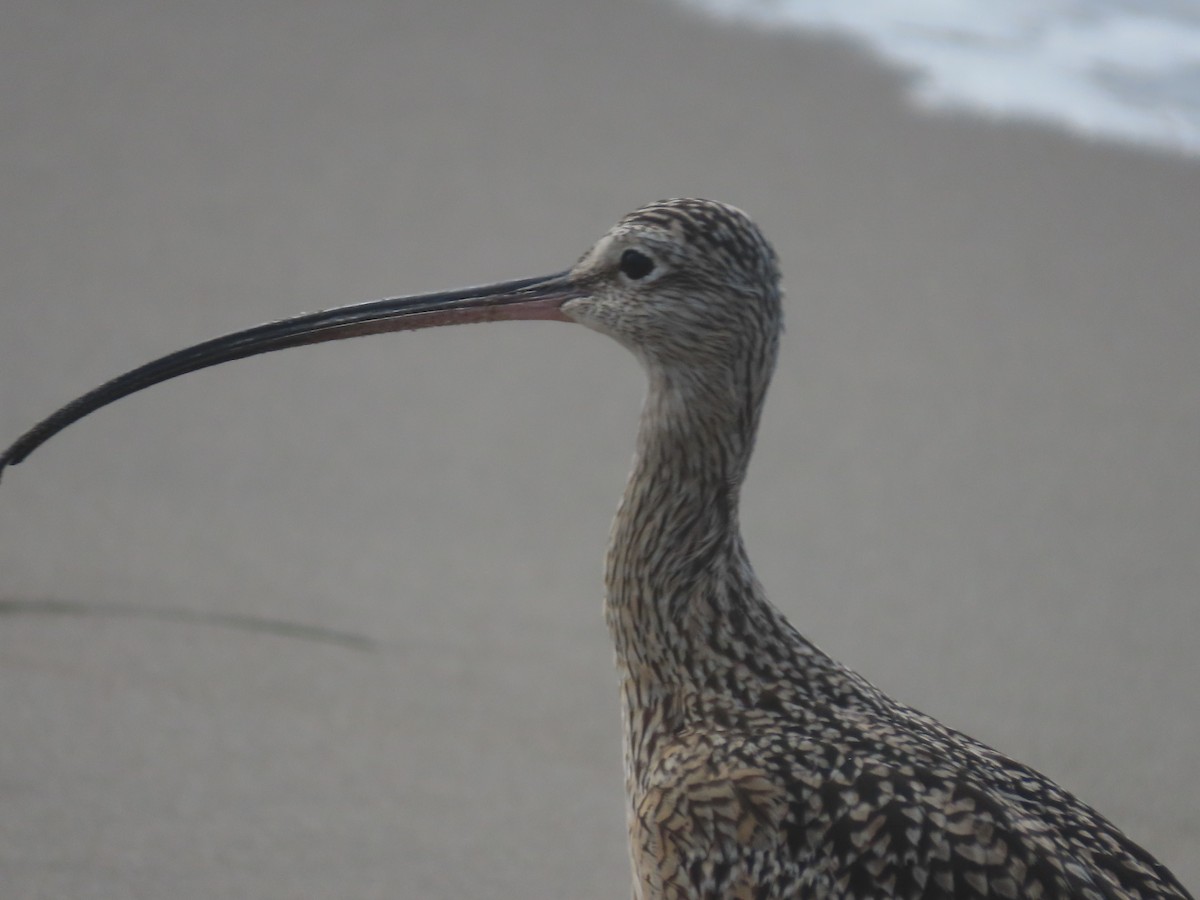 Long-billed Curlew - ML642064654