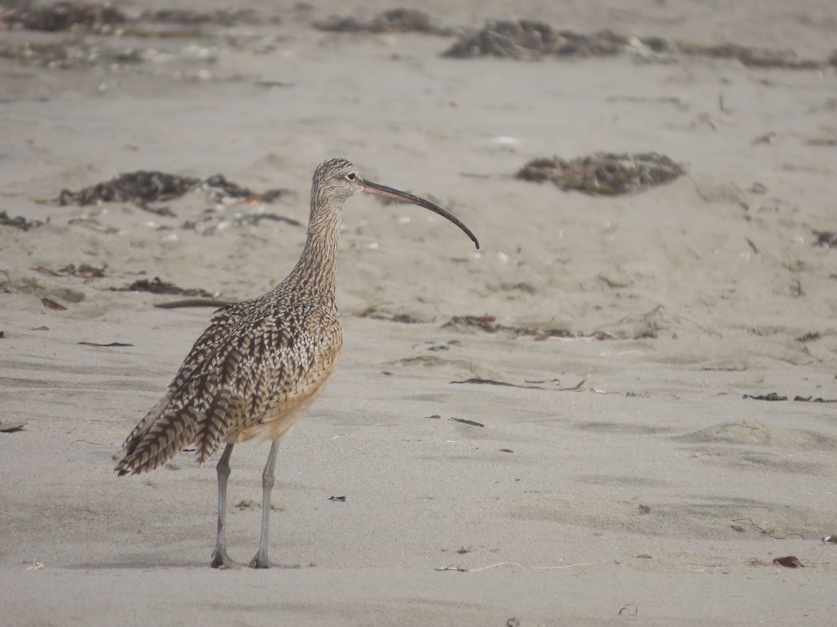 Long-billed Curlew - ML642064655