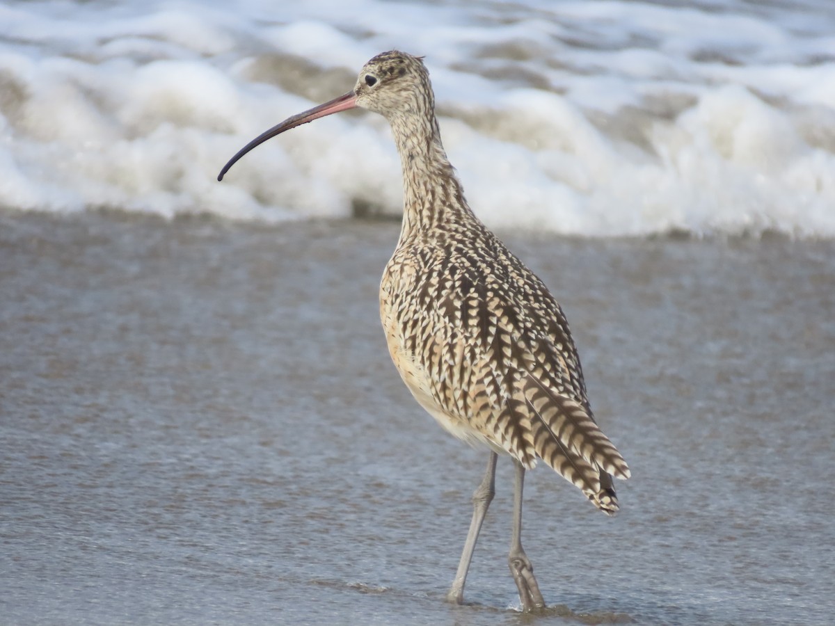 Long-billed Curlew - ML642064656