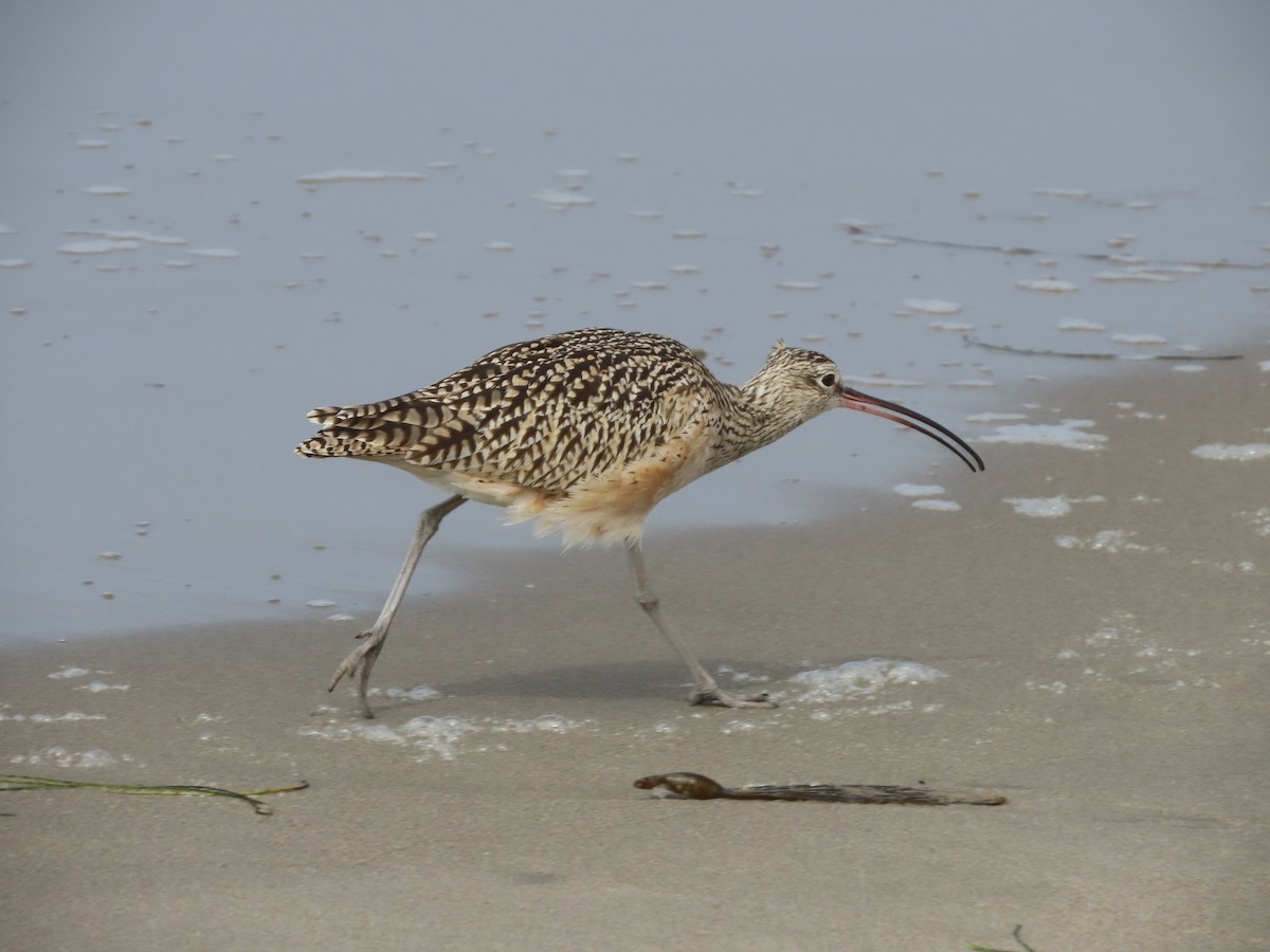 Long-billed Curlew - ML642064657