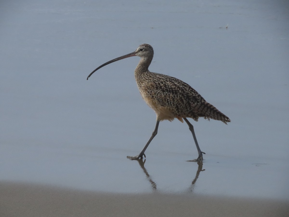 Long-billed Curlew - ML642064658