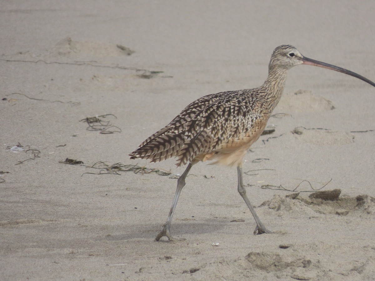 Long-billed Curlew - ML642064659