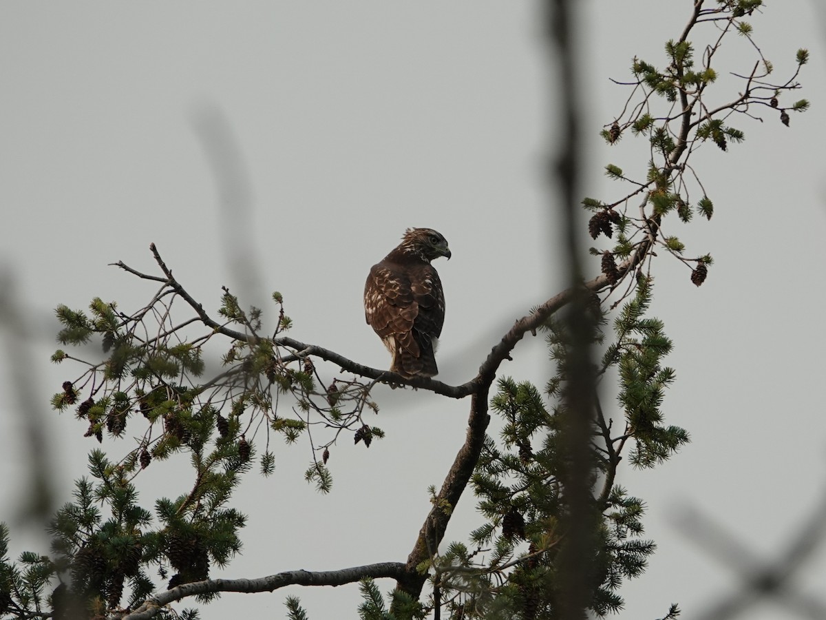 Rotschwanzbussard - ML642064660