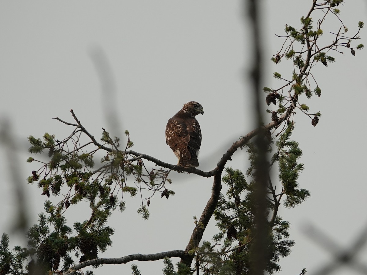 Rotschwanzbussard - ML642064661