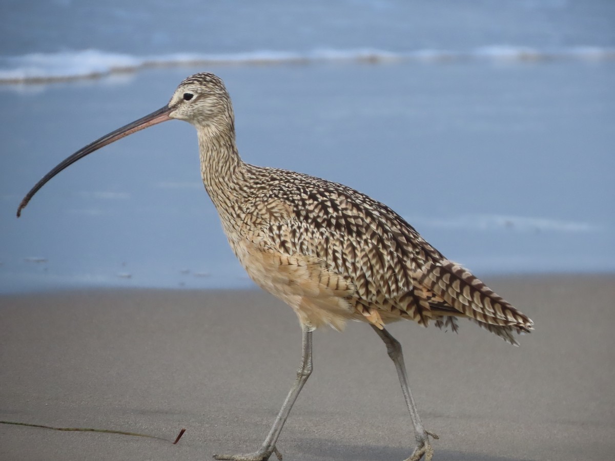 Long-billed Curlew - ML642064662
