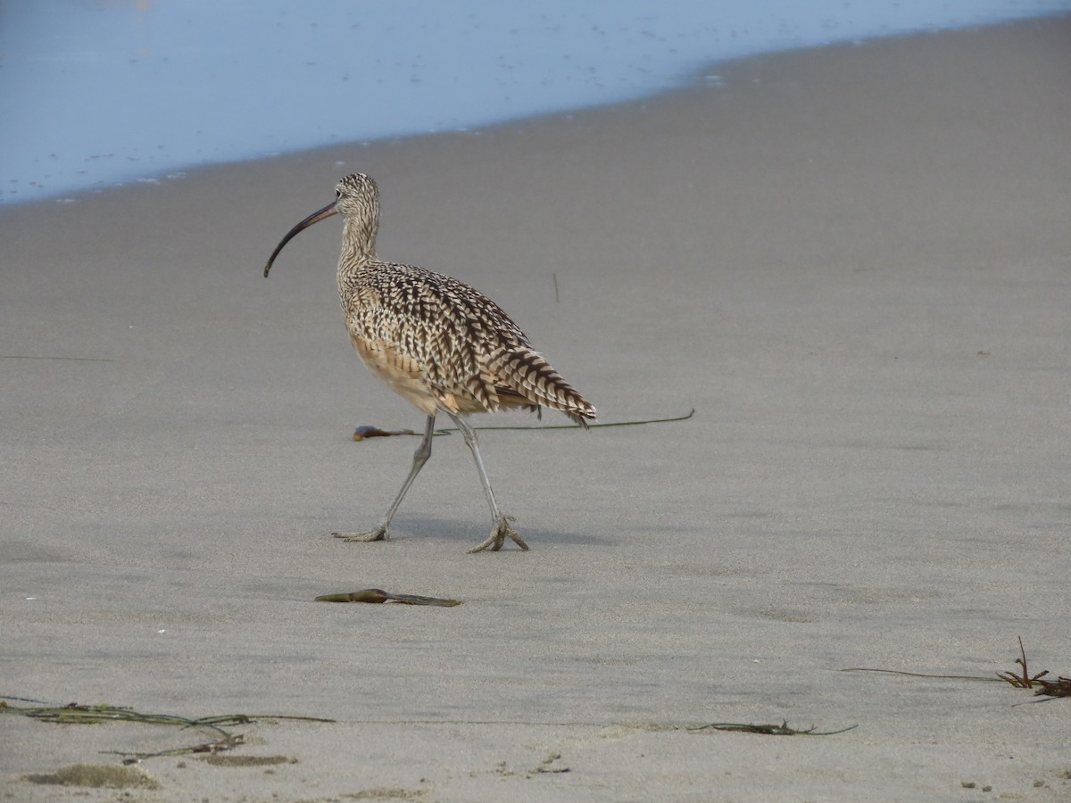 Long-billed Curlew - ML642064663