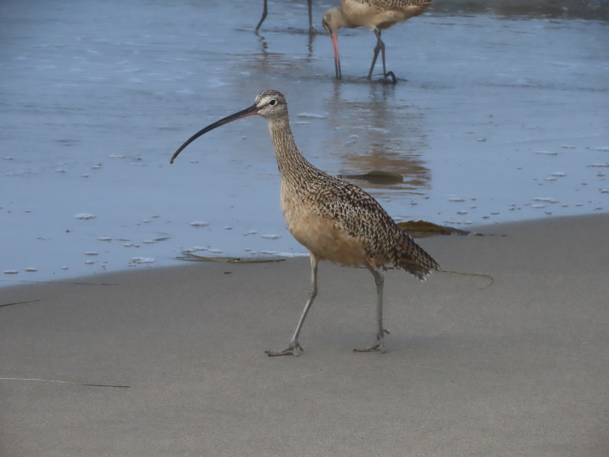 Long-billed Curlew - ML642064664