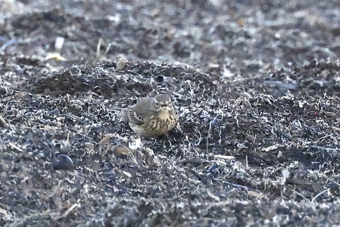 American Pipit - ML642064665