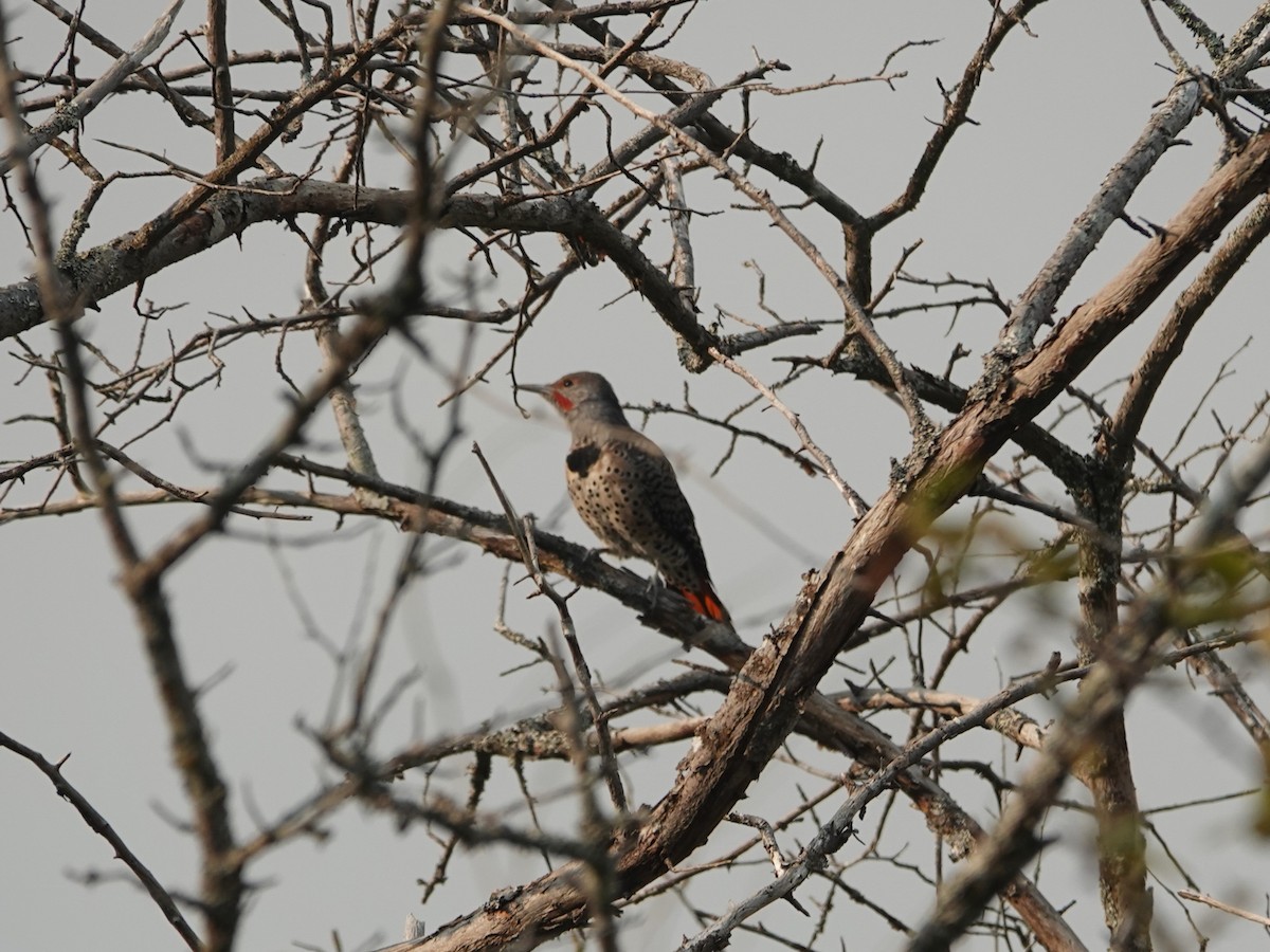 Northern Flicker - ML642064669
