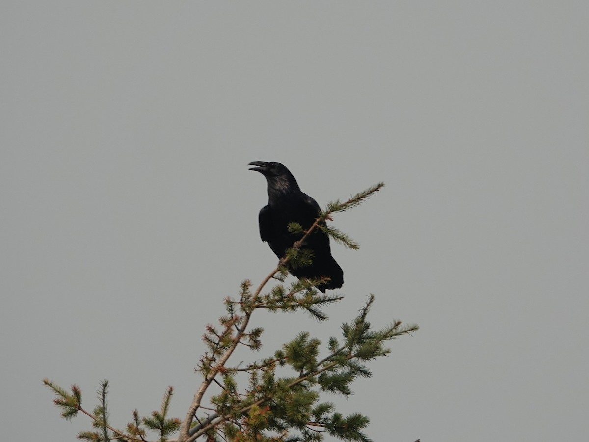 ravn - ML642064679