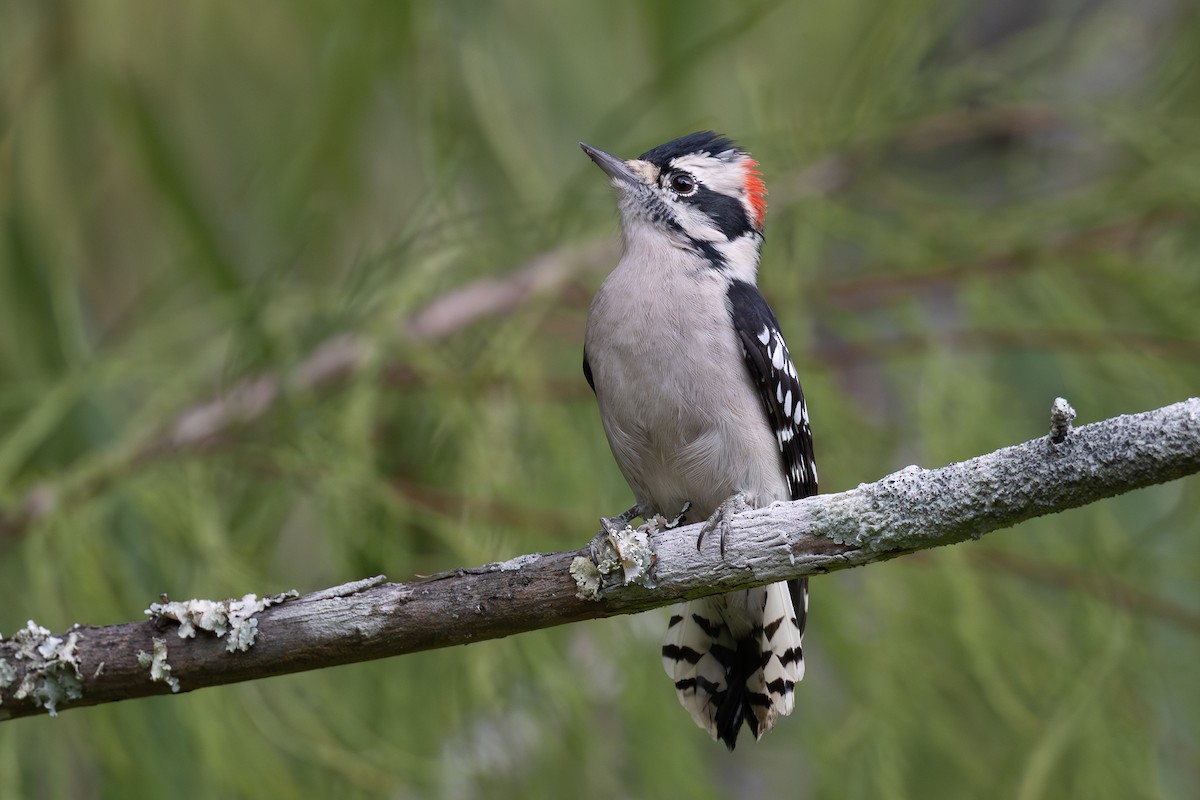Downy Woodpecker - ML642064684