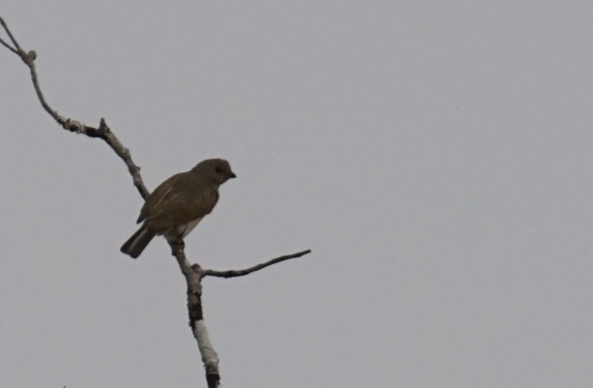 Least Honeyguide - ML642064685