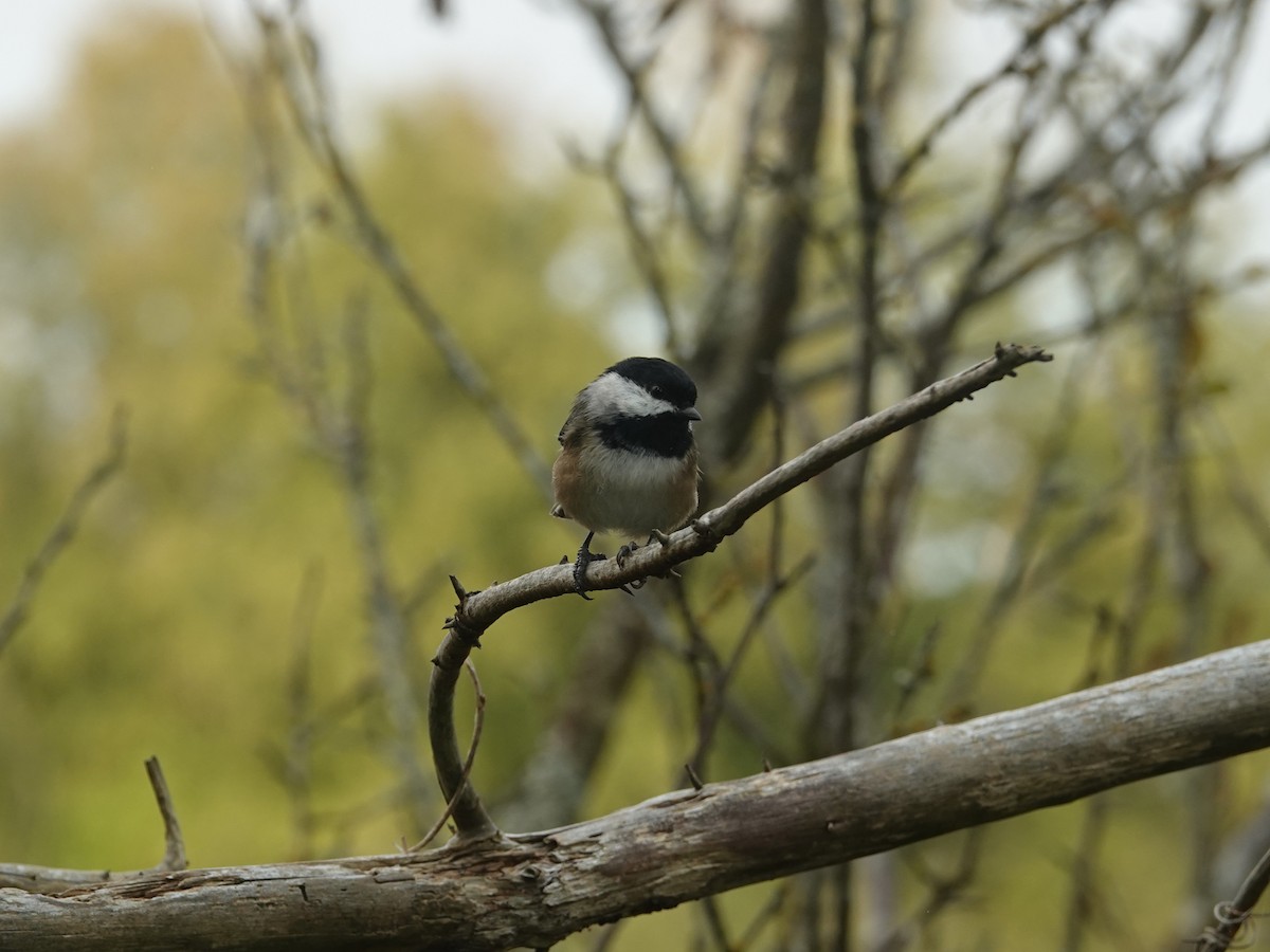 Black-capped Chickadee - ML642064687