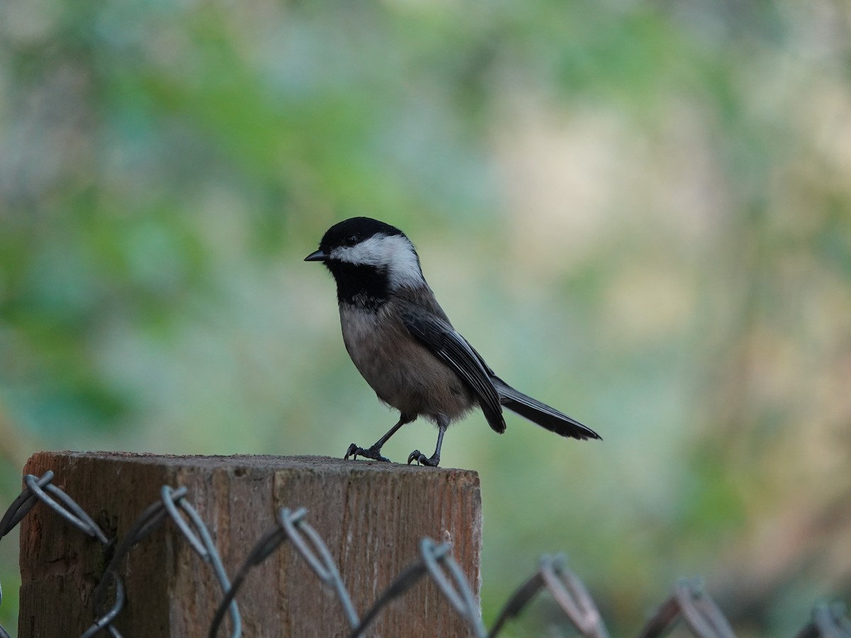Black-capped Chickadee - ML642064688