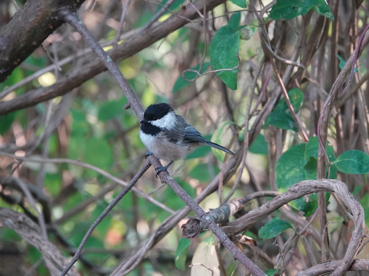 Black-capped Chickadee - ML642064689