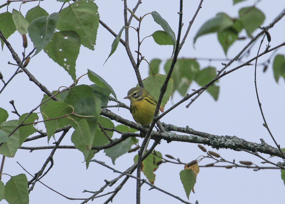Prairie Warbler - ML642064693