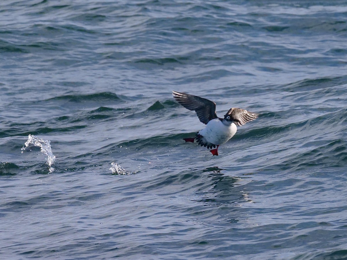 Spectacled Guillemot - ML642064695