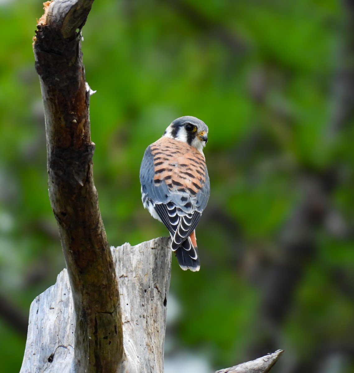 American Kestrel - ML642064700
