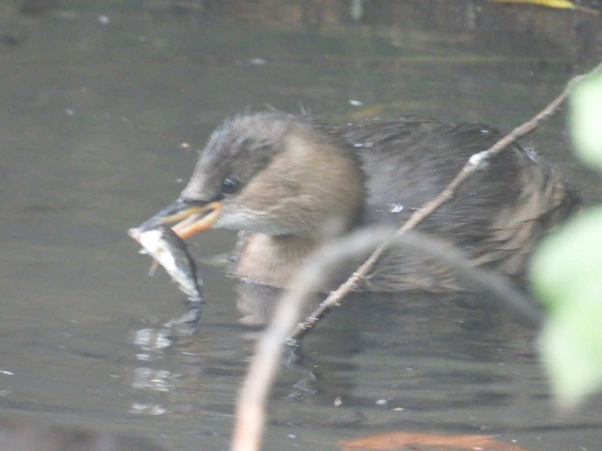 Little Grebe - ML642064701