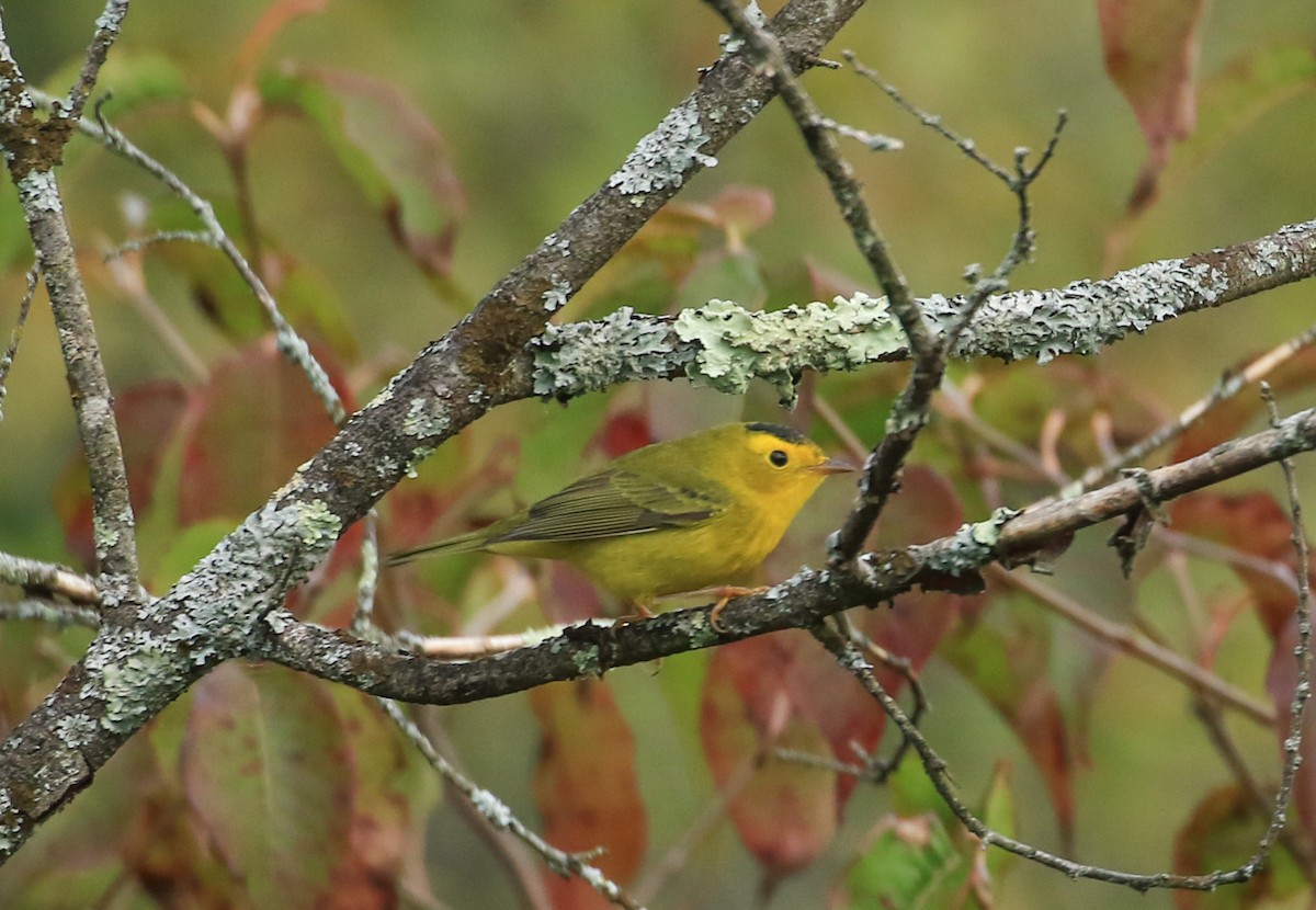 Wilson's Warbler - ML642064702