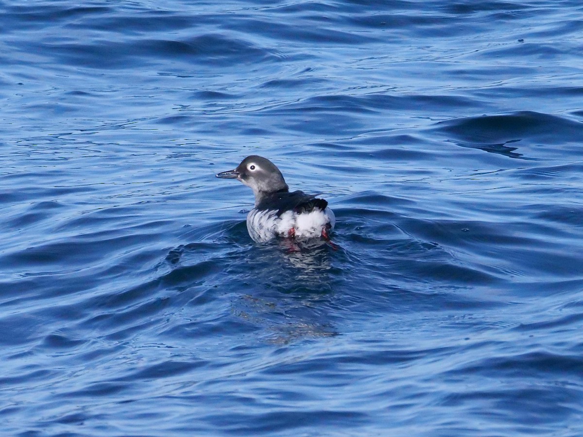 Spectacled Guillemot - ML642064703