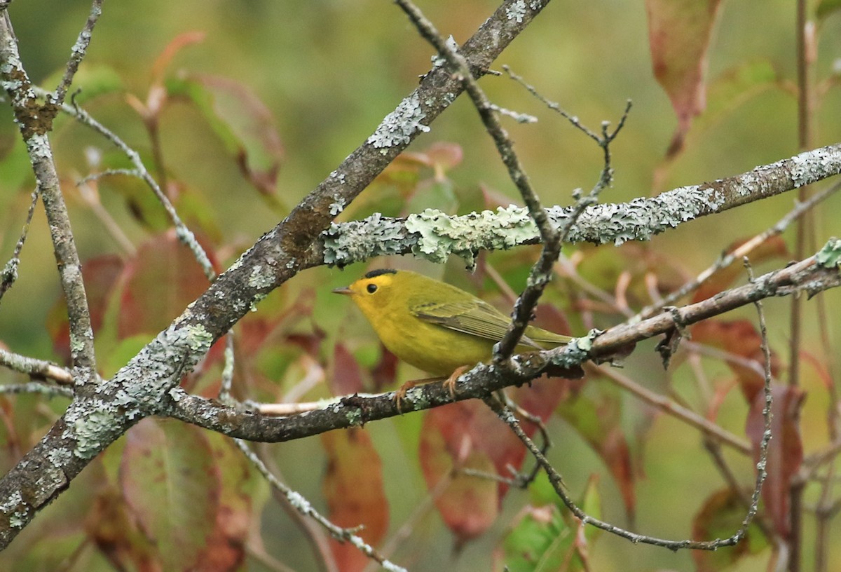 Wilson's Warbler - ML642064704