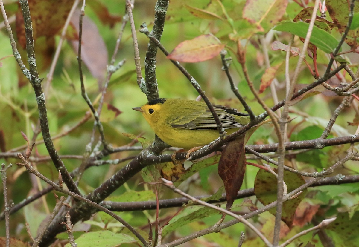 Wilson's Warbler - ML642064705