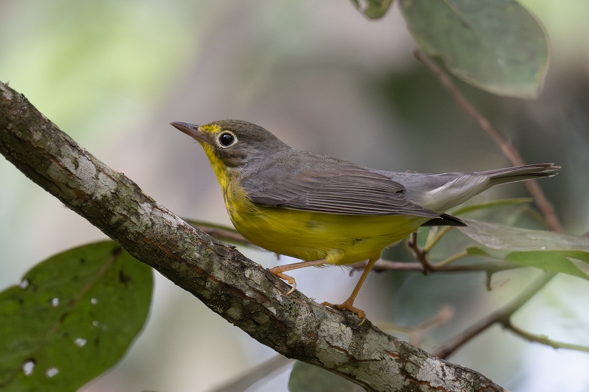Canada Warbler - ML642064708