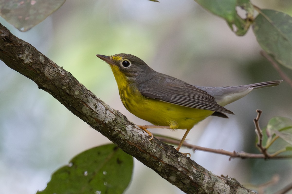 Canada Warbler - ML642064709