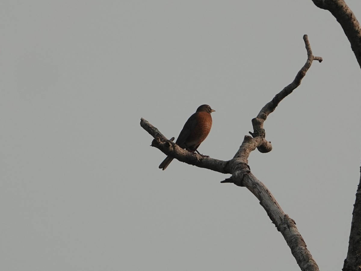 American Robin - ML642064718