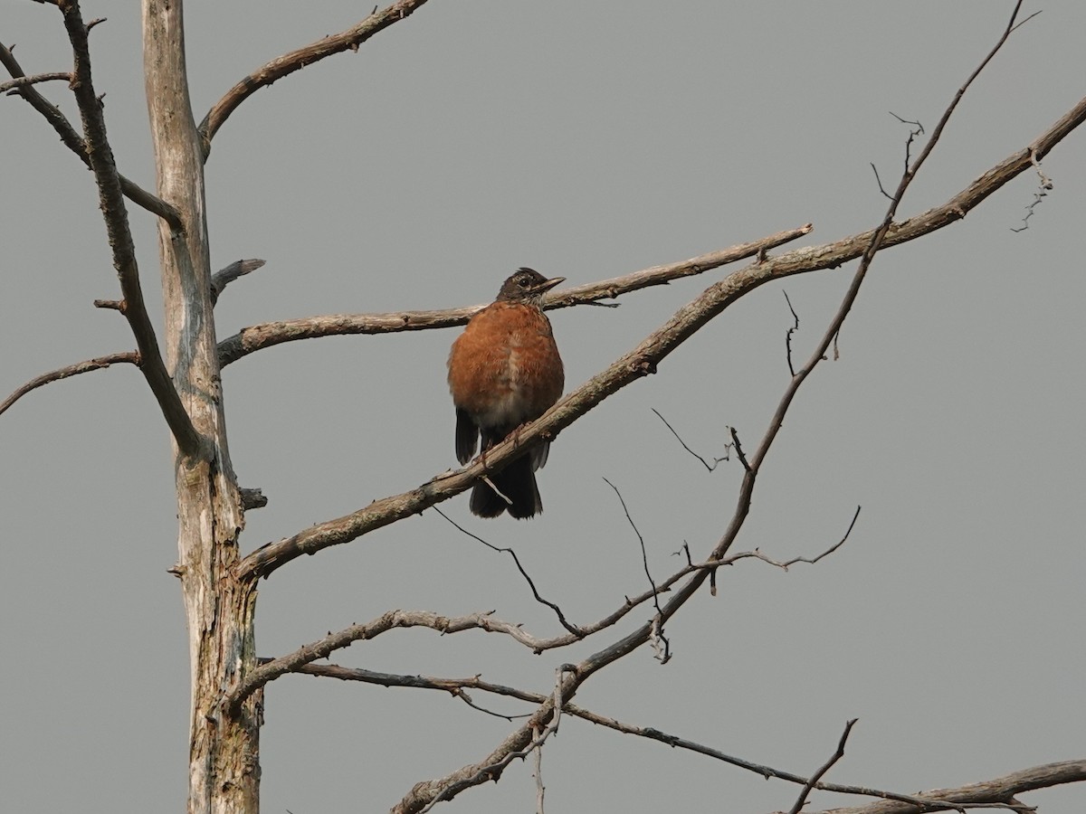 American Robin - ML642064720