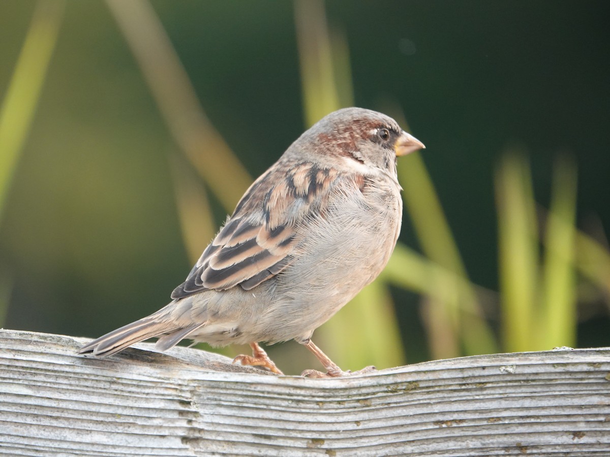 House Sparrow - ML642064739