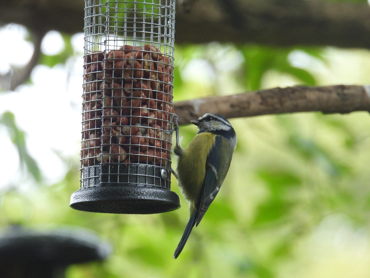 Eurasian Blue Tit - ML642064748