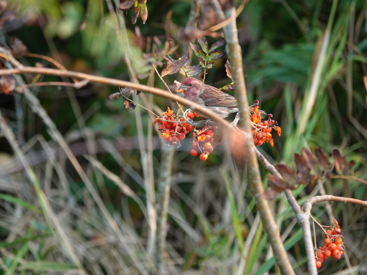 Purple Finch - ML642064749