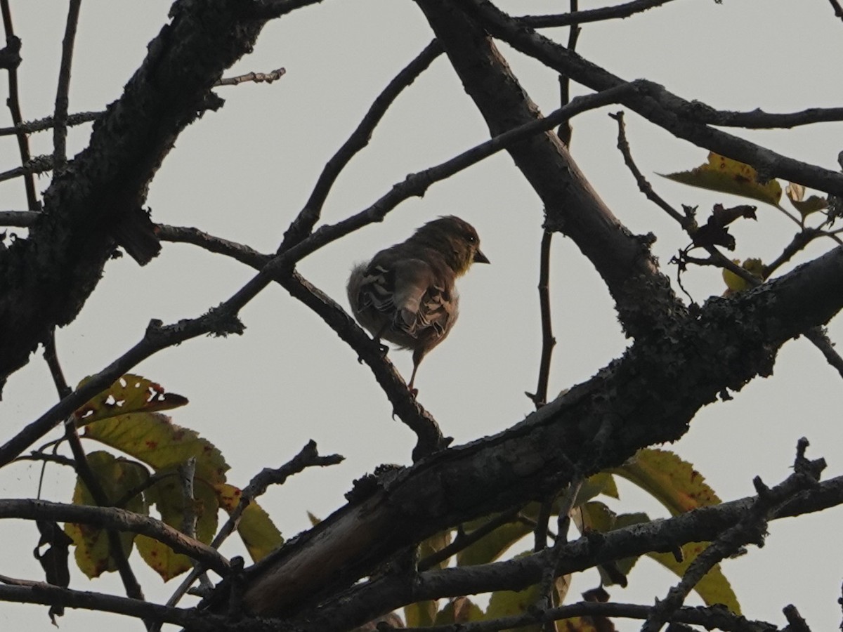 American Goldfinch - ML642064751