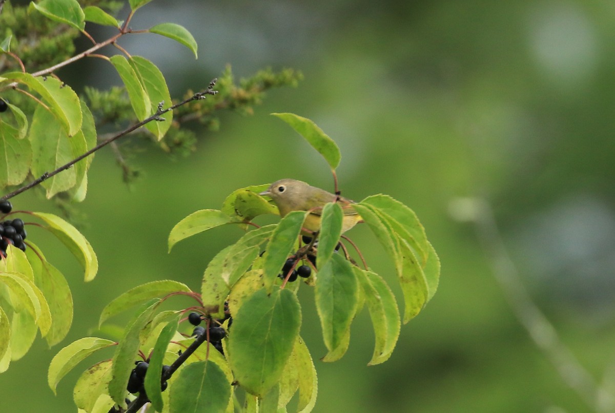Nashville Warbler - ML642064752