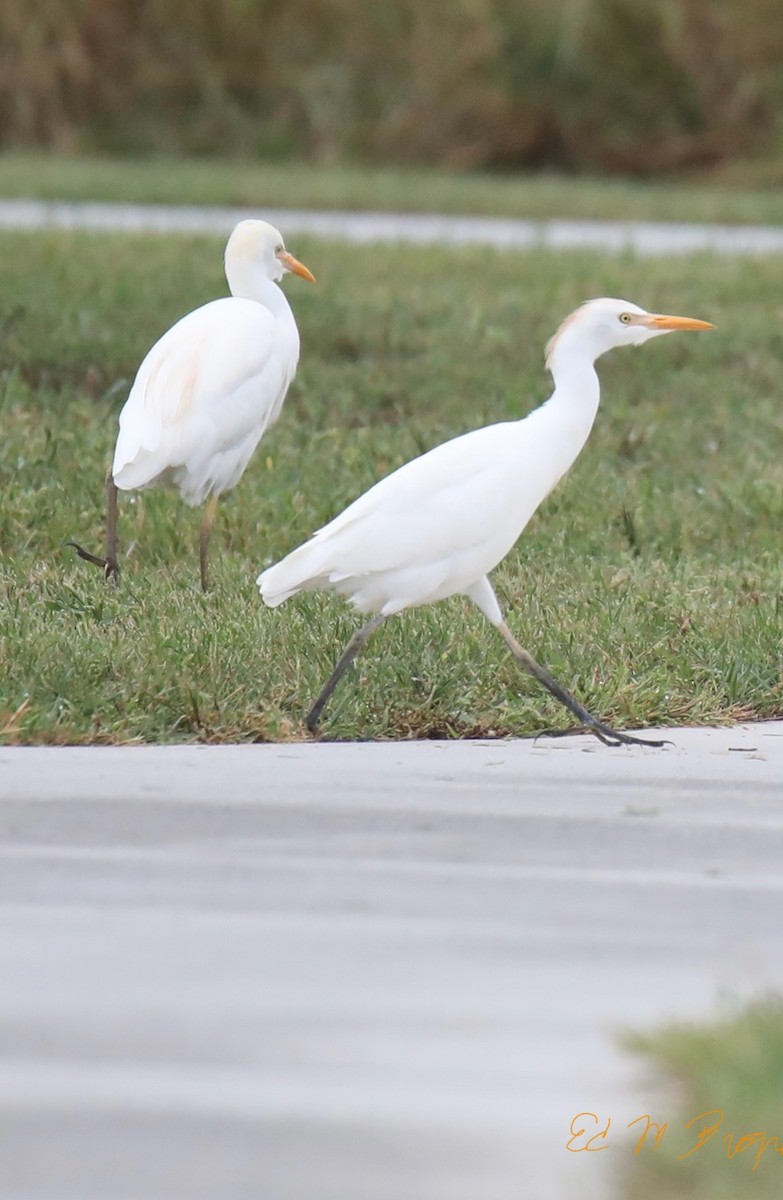 Western Cattle-Egret - ML642064754