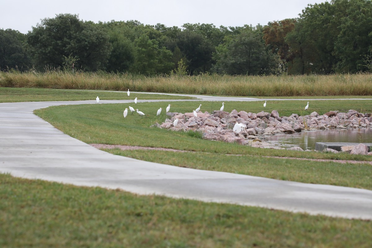 Western Cattle-Egret - ML642064755