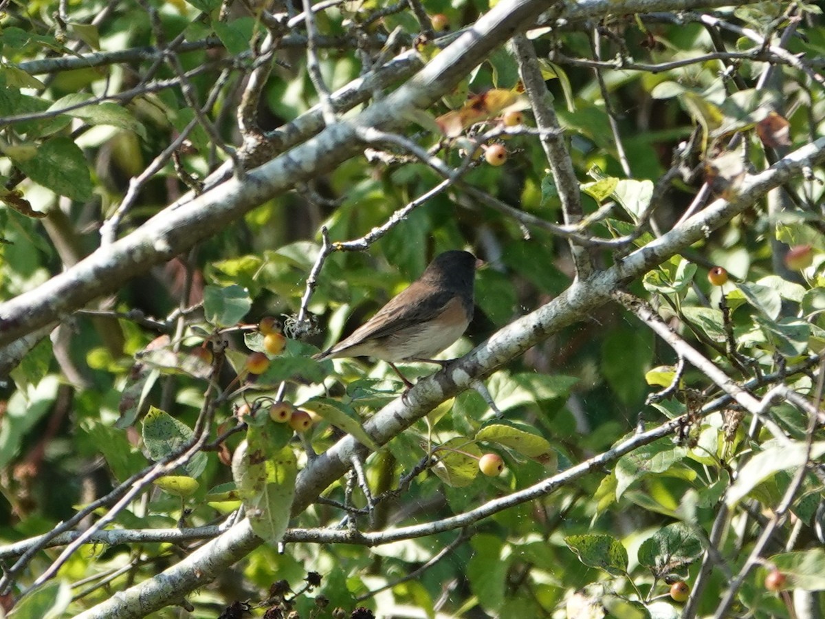 Dark-eyed Junco - ML642064759