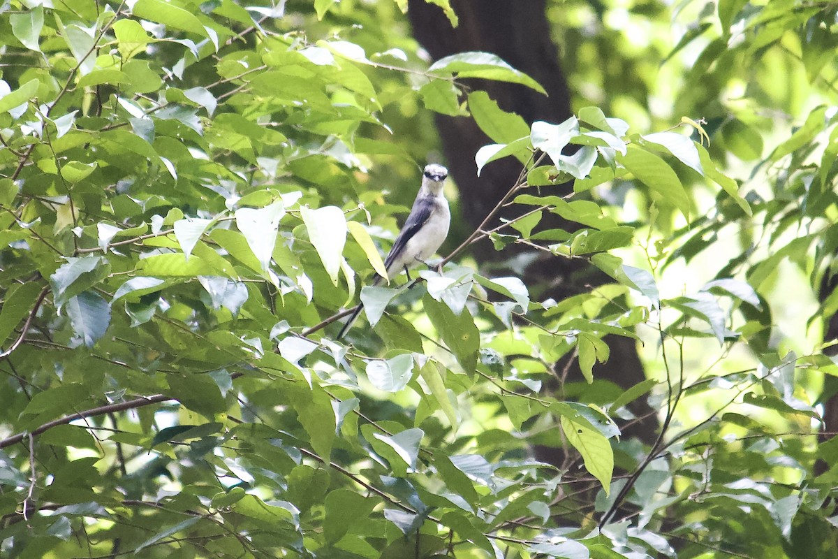 Ashy Minivet - ML642064763