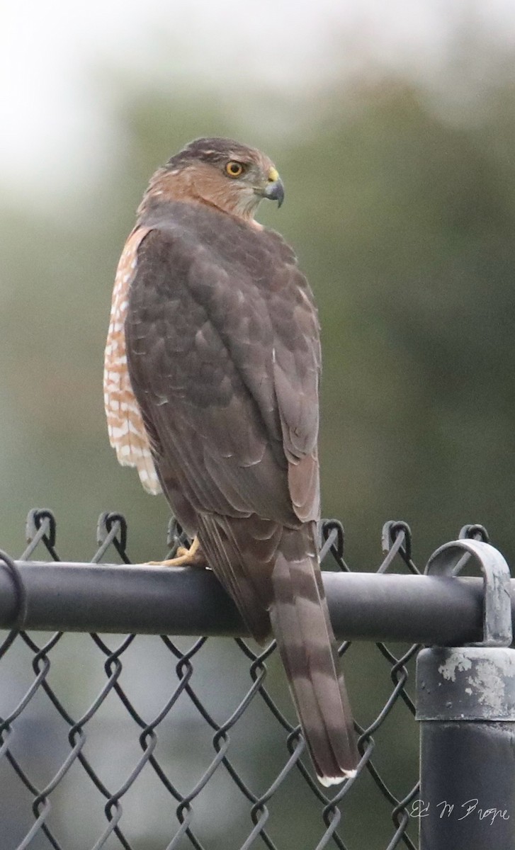 Cooper's Hawk - ML642064764