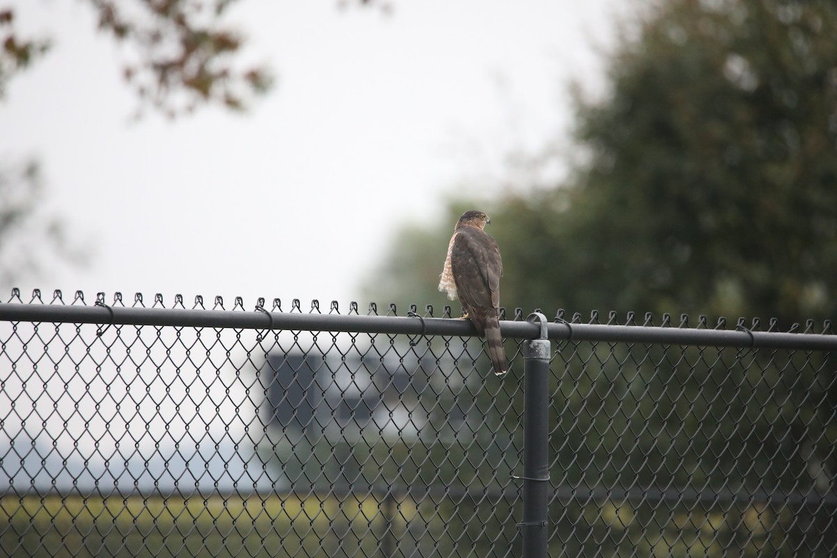 Cooper's Hawk - ML642064765